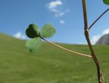 Trifolium spadiceum. Лист в нижней части генеративного побега (растение изъято). Кабардино-Балкария, Эльбрусский р-н, долина р. Ирикчат, ок. 2600 м н.у.м., субальпийский луг. 28.07.2017.