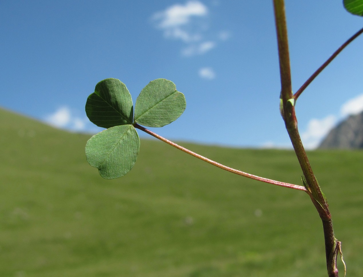 Image of Trifolium spadiceum specimen.