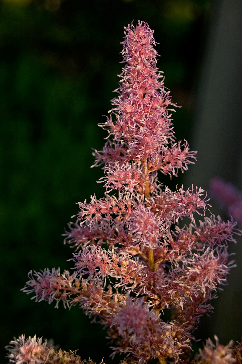 Изображение особи Astilbe chinensis.