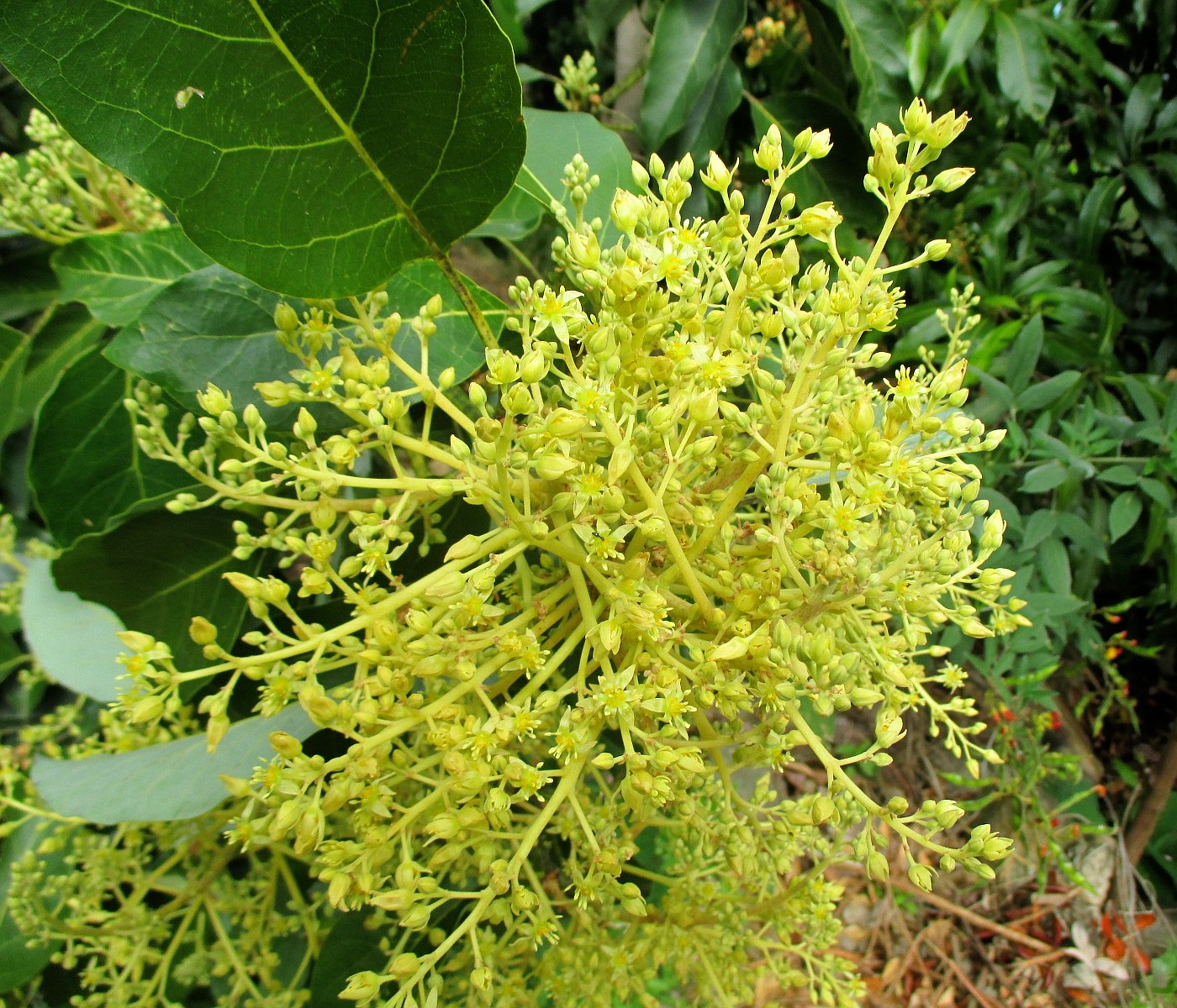 Image of Persea americana specimen.