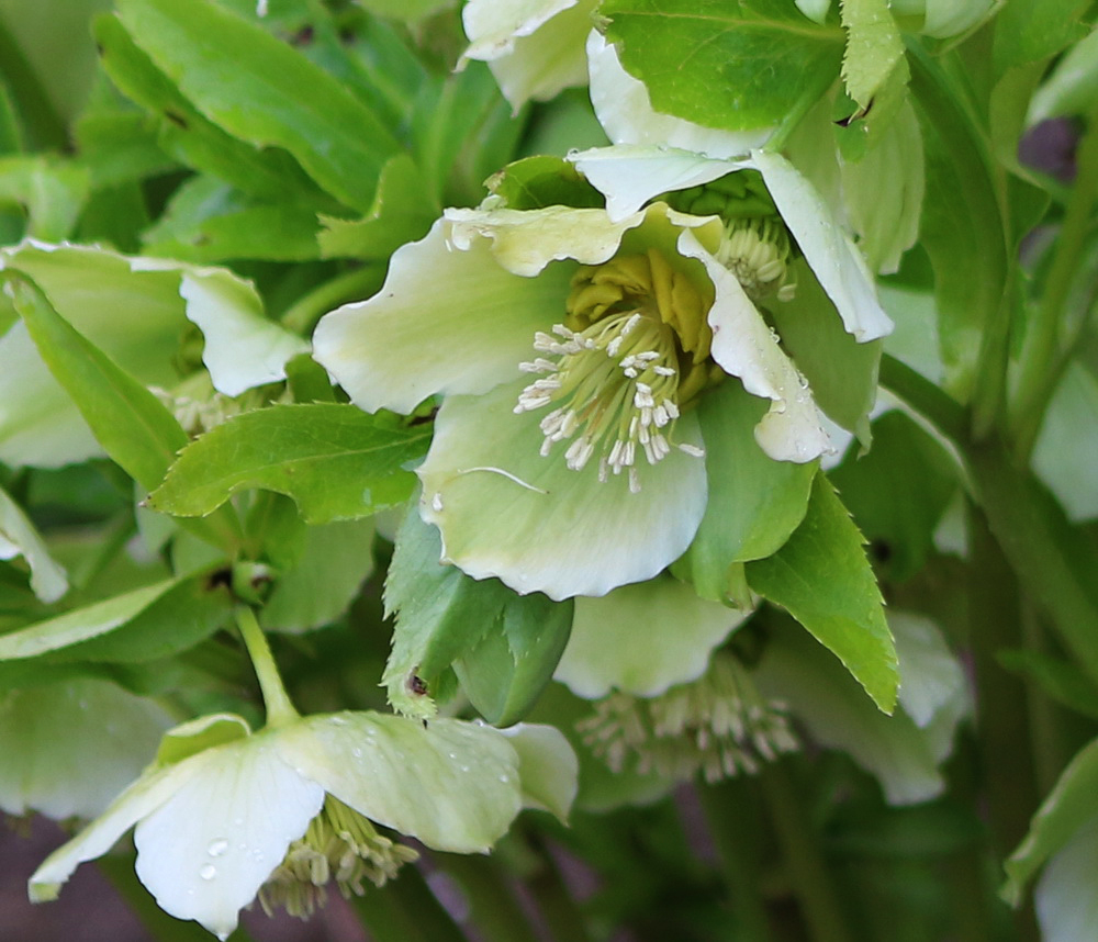 Image of Helleborus caucasicus specimen.