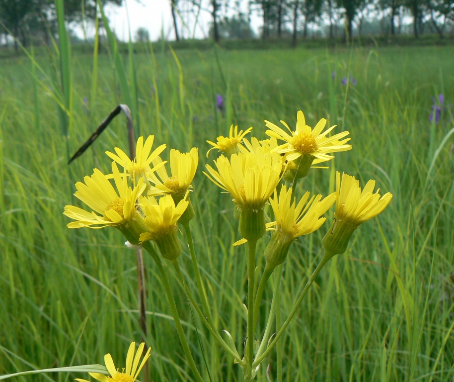 Image of Tephroseris subdentata specimen.