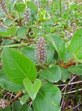 Salix arctica