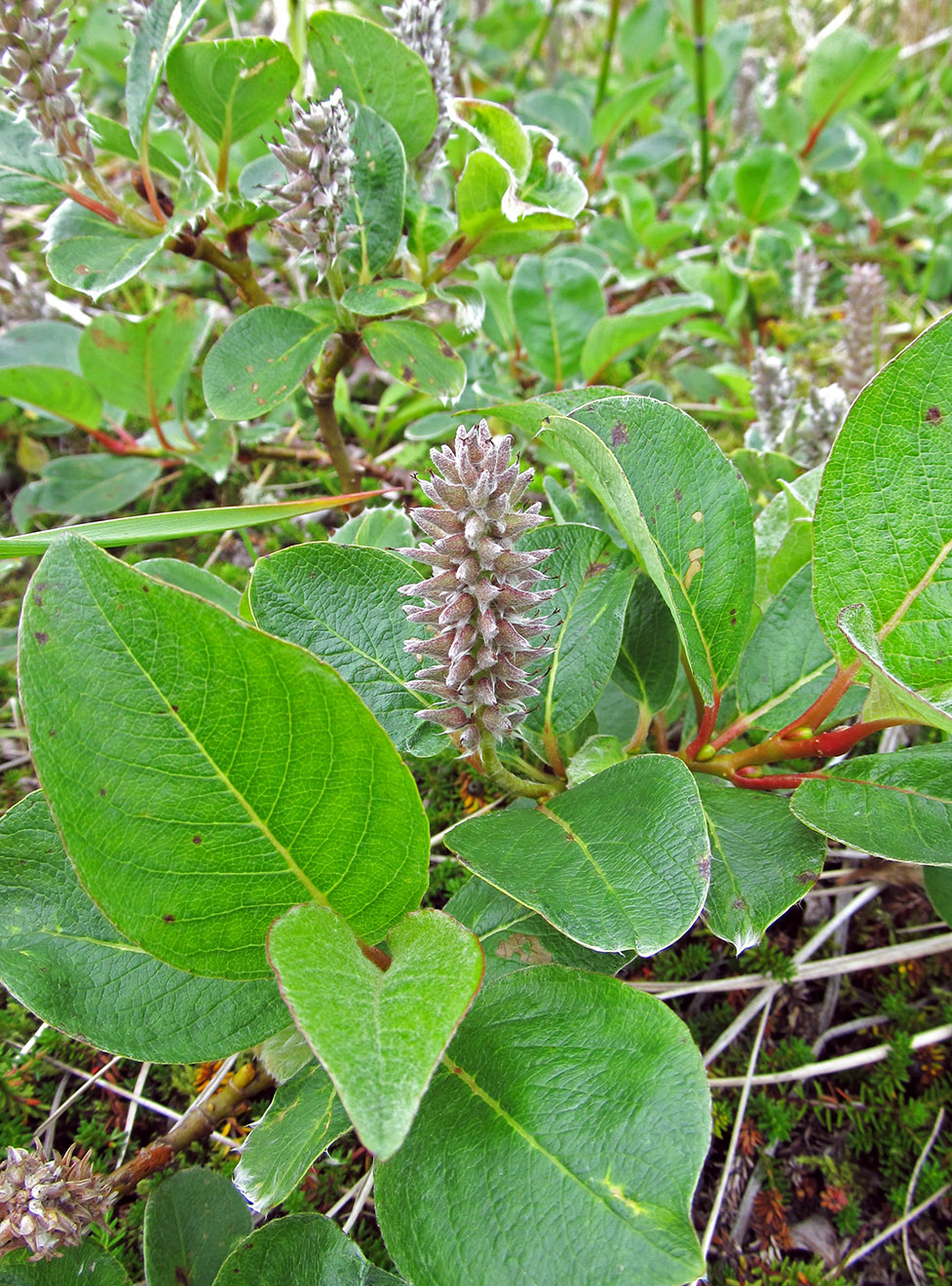 Image of Salix arctica specimen.