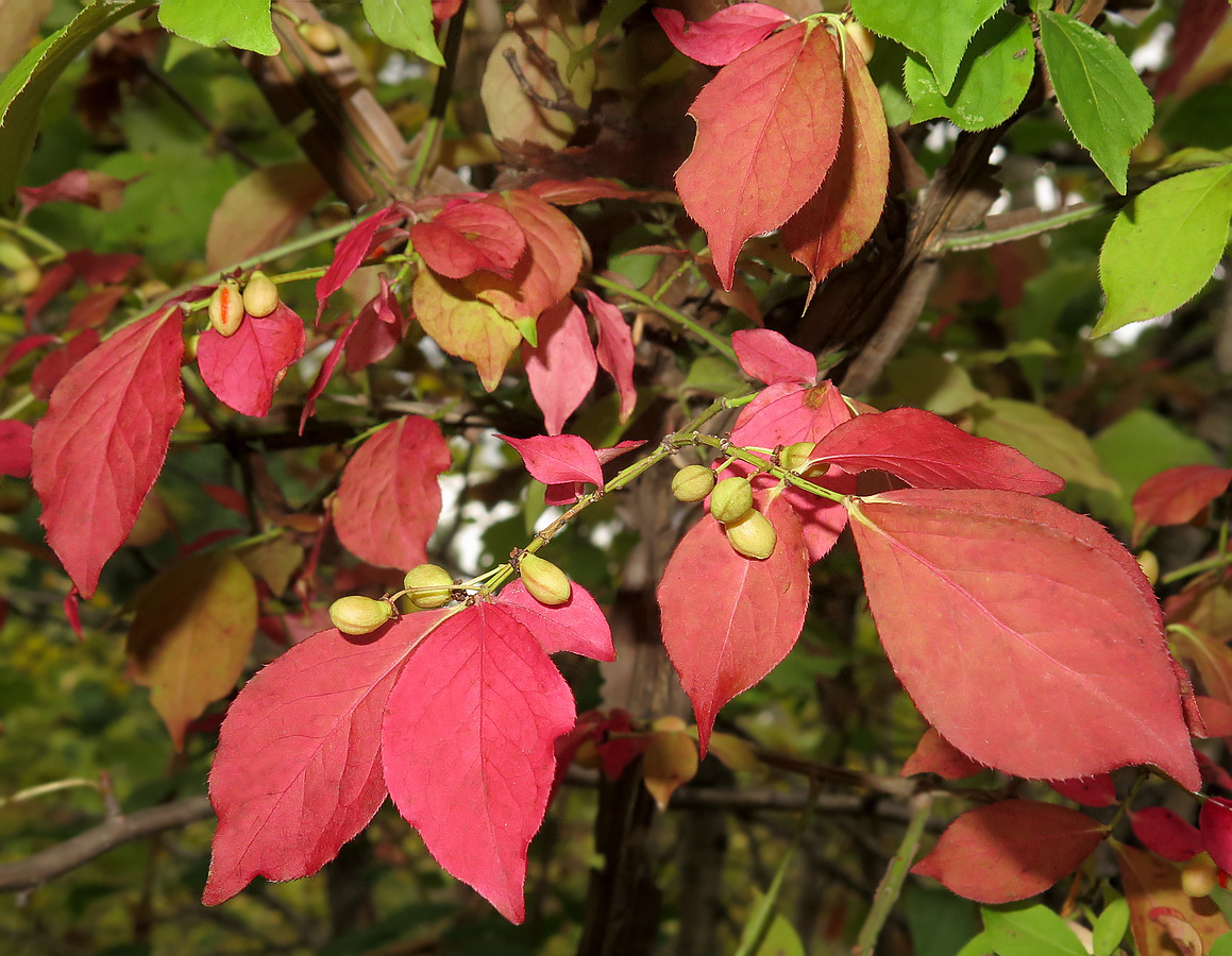 Изображение особи Euonymus sacrosanctus.