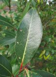 Salix pentandra