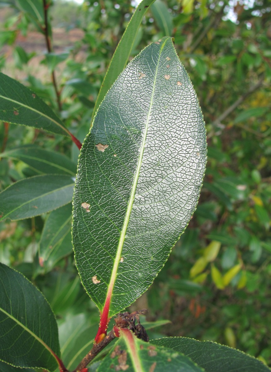 Image of Salix pentandra specimen.