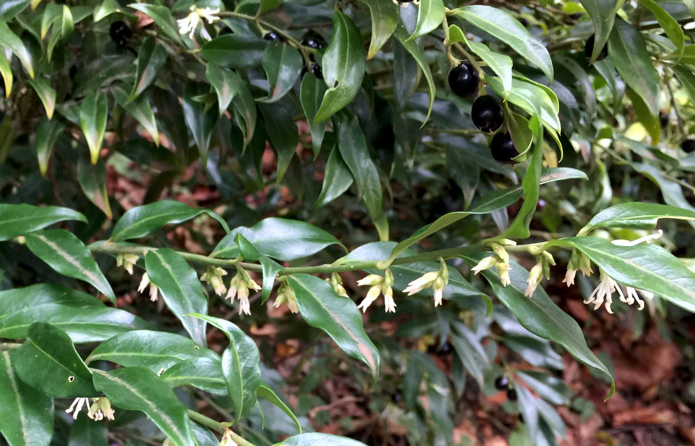 Image of genus Sarcococca specimen.