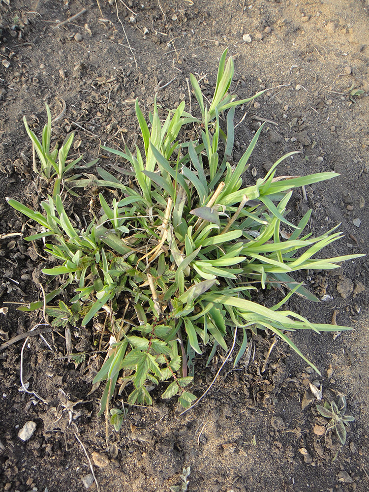 Image of Dianthus superbus specimen.