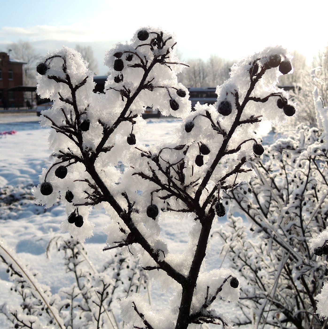 Изображение особи Cotoneaster lucidus.