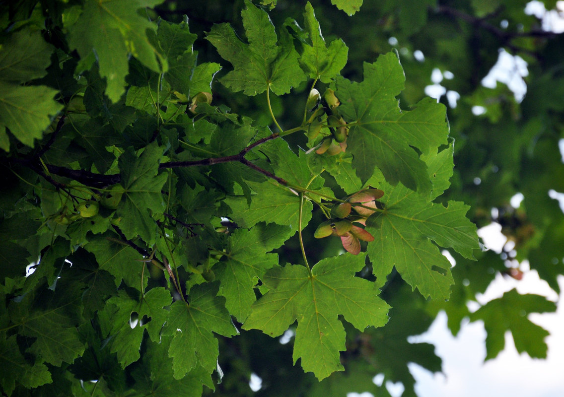 Image of Acer trautvetteri specimen.