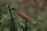 Vicia subvillosa. Плод. Казахстан, Алматинская обл. возле вдхр. Капчагай. 10.05.2010.