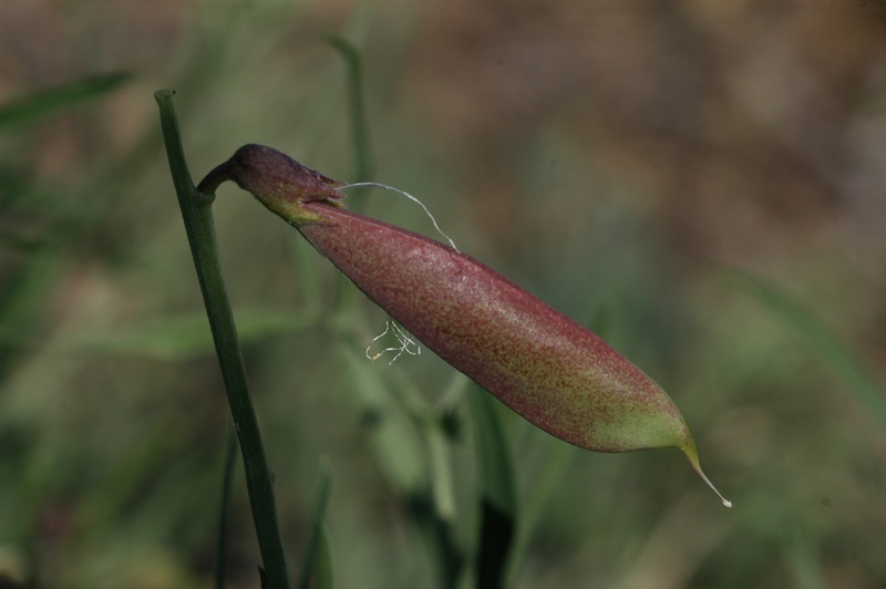 Image of Vicia subvillosa specimen.