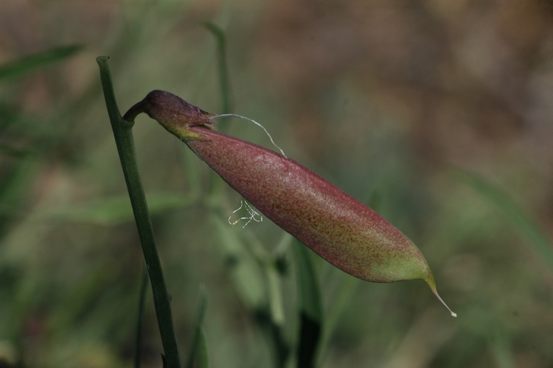 Изображение особи Vicia subvillosa.