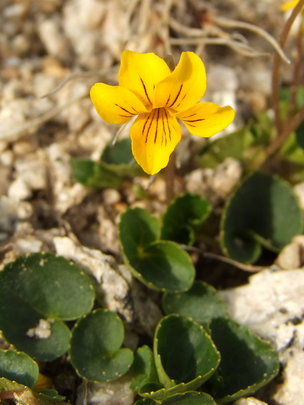 Image of Viola crassa specimen.