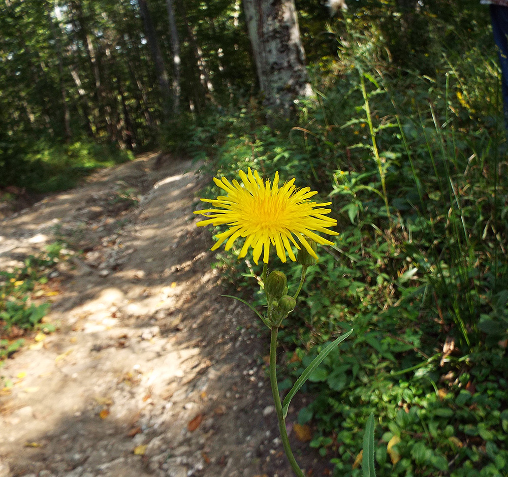 Image of Sonchus arvensis ssp. uliginosus specimen.