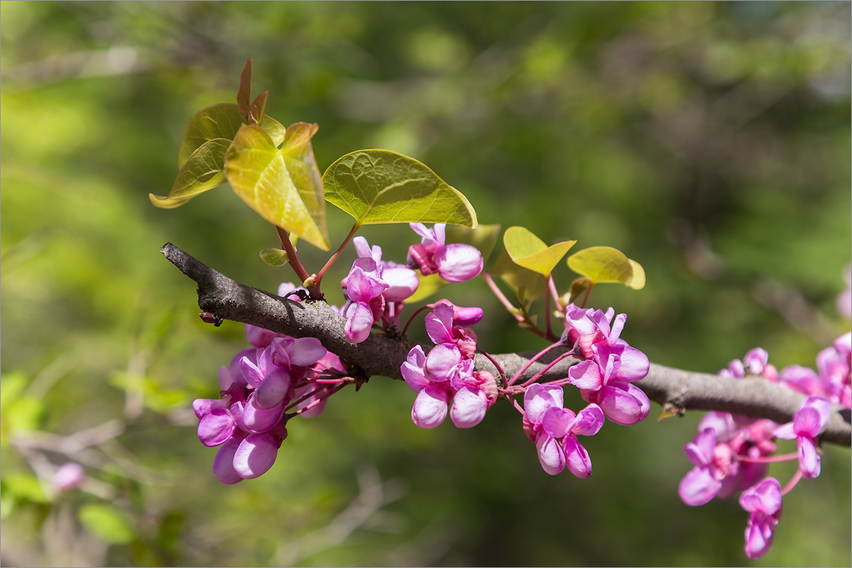 Image of Cercis siliquastrum specimen.