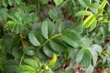 Rosa rugosa. Часть побега. Свердловская обл., г. Екатеринбург, лесопарк «Уктусские горы», сосновый лес. 10.06.2017.
