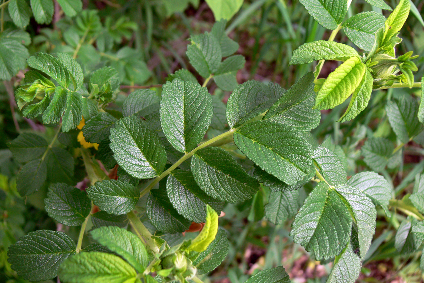 Image of Rosa rugosa specimen.