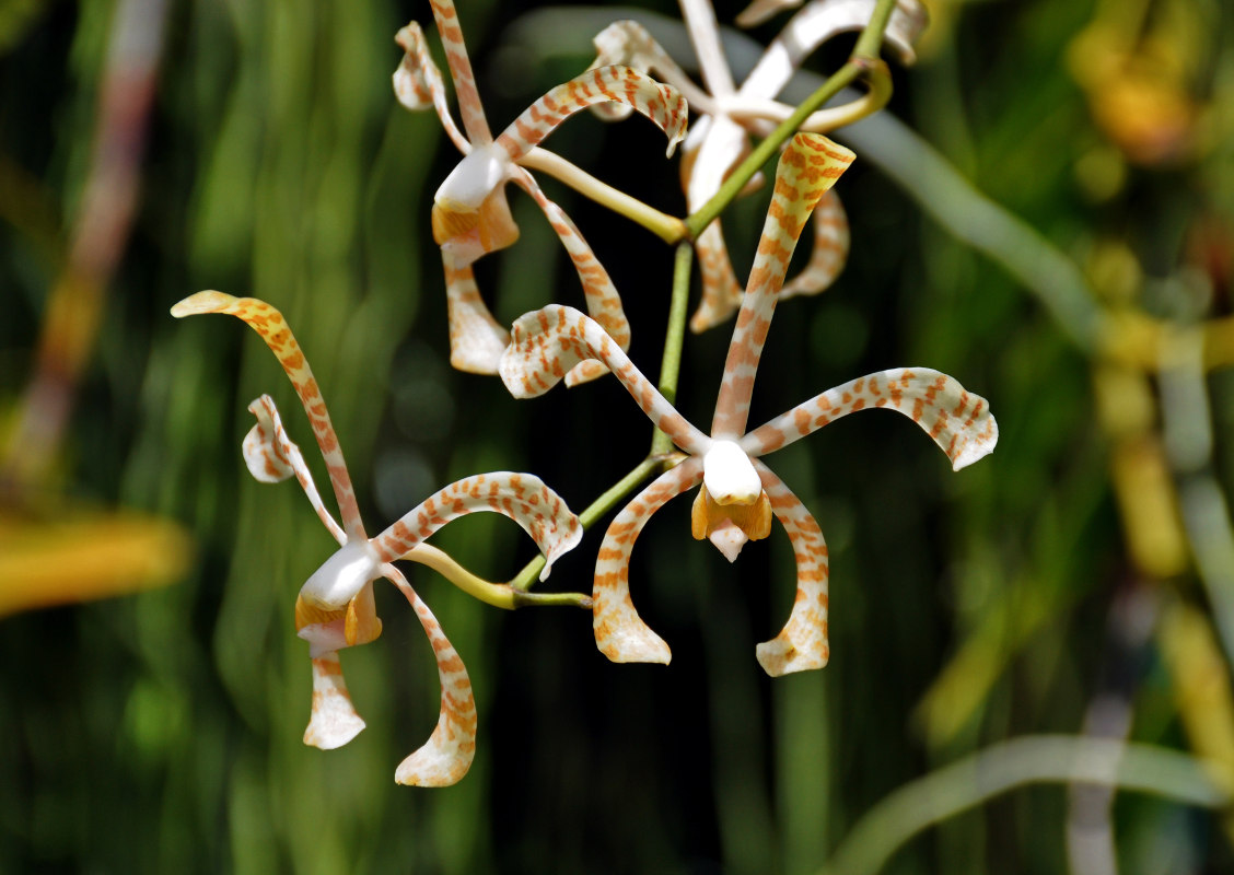 Image of Arachnis flos-aeris specimen.