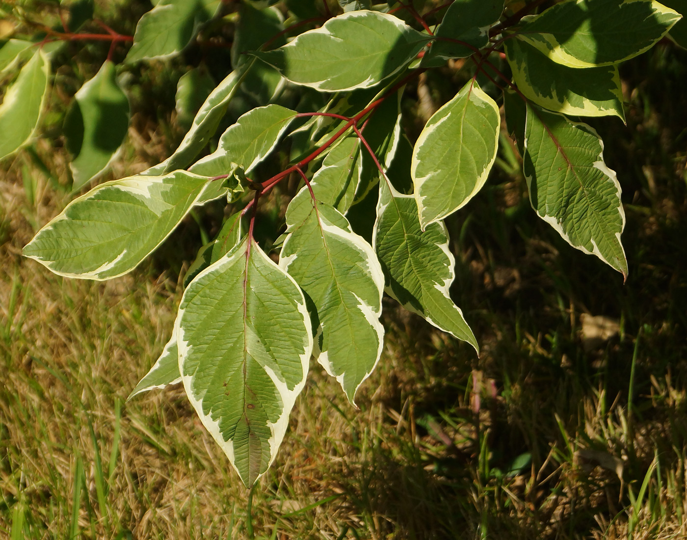 Image of Swida alba specimen.