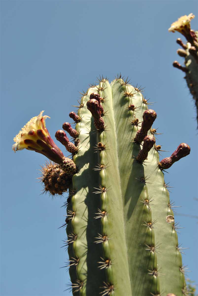 Image of Stenocereus griseus specimen.