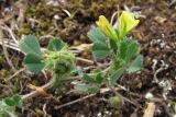 Medicago rigidula. Цветущее и плодоносящее растение. Крым, Байдарская долина, каменистый склон в светлом можжевеловом лесу. 21 мая 2010 г.