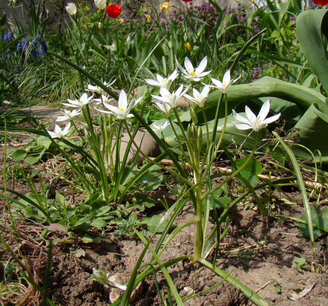 Image of Ornithogalum woronowii specimen.