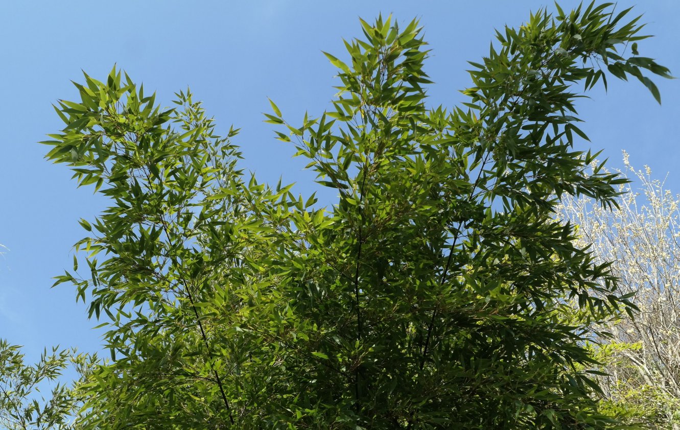 Image of Phyllostachys nigra specimen.