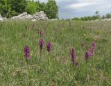 Anacamptis morio ssp. caucasica