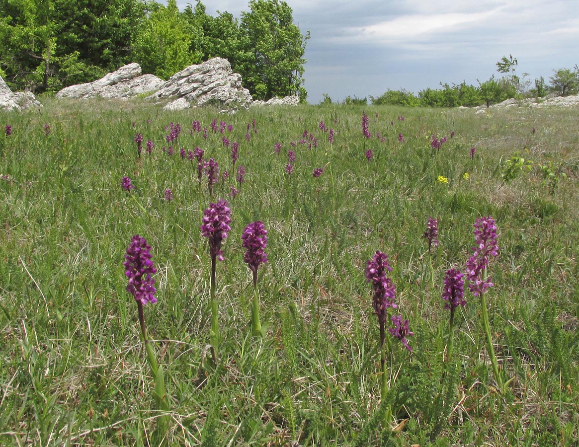 Изображение особи Anacamptis morio ssp. caucasica.