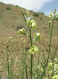 Matthiola odoratissima. Соцветие. Дагестан, Кумторкалинский р-н, у ж. д. 06.05.2018.