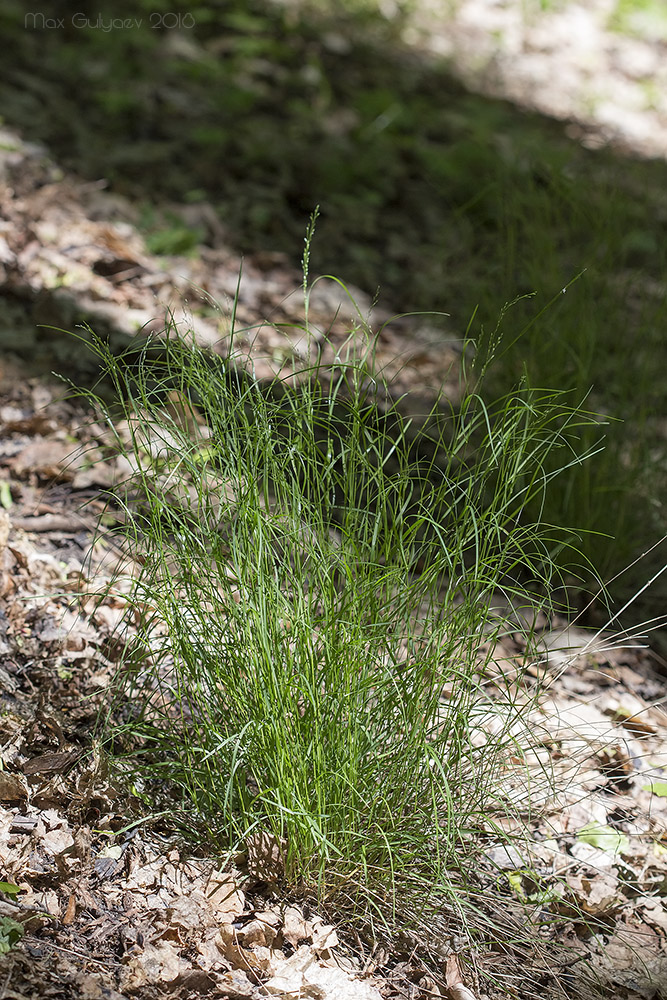 Изображение особи Poa nemoralis.