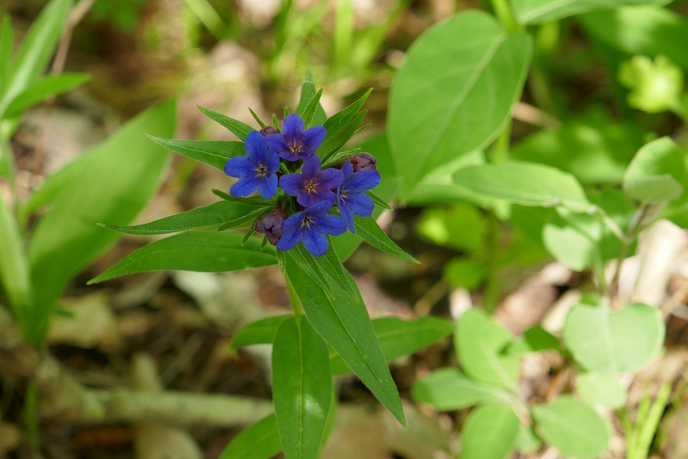 Изображение особи Aegonychon purpureocaeruleum.