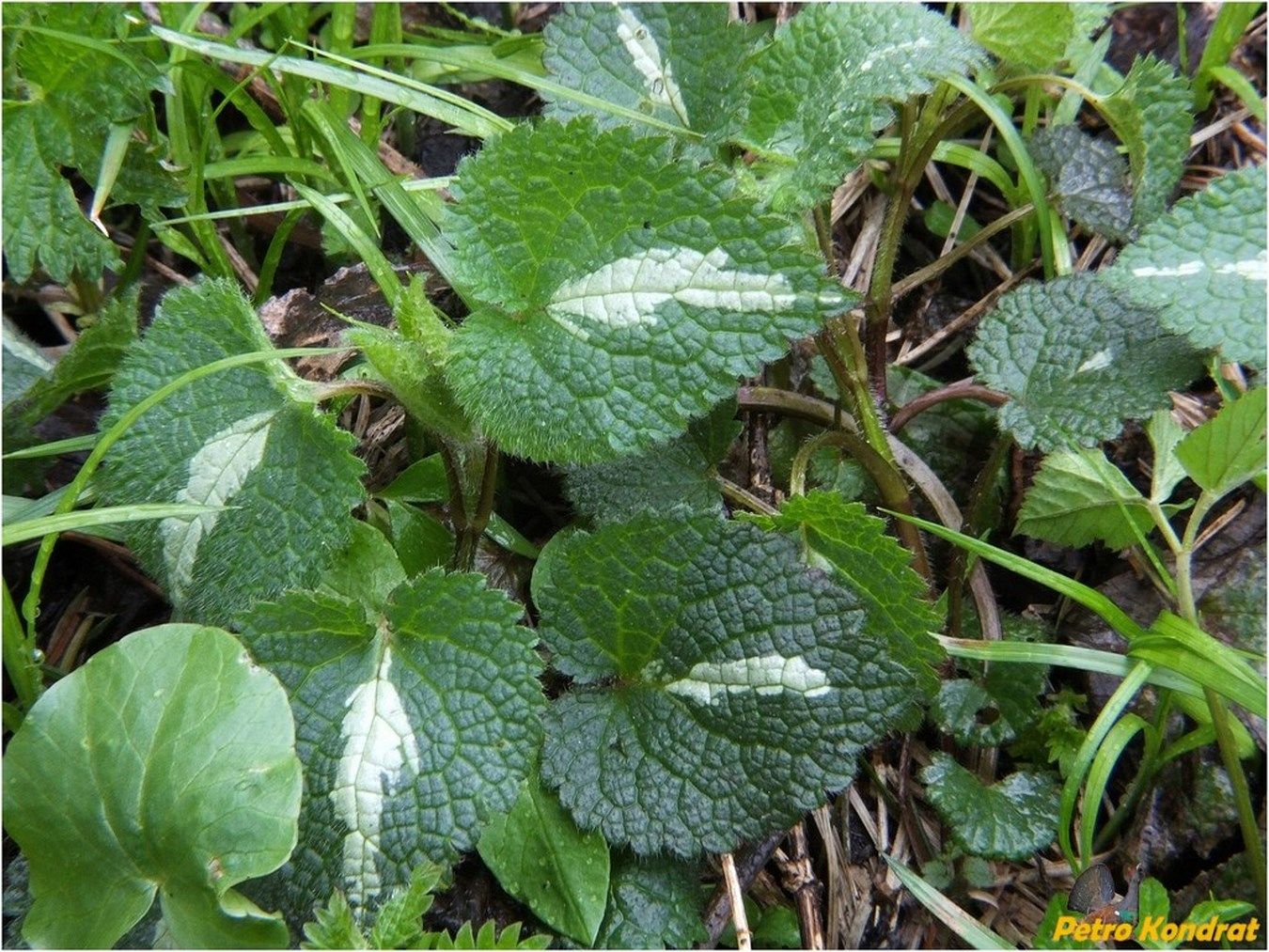 Изображение особи Lamium maculatum.