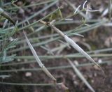 Astragalus ucrainicus