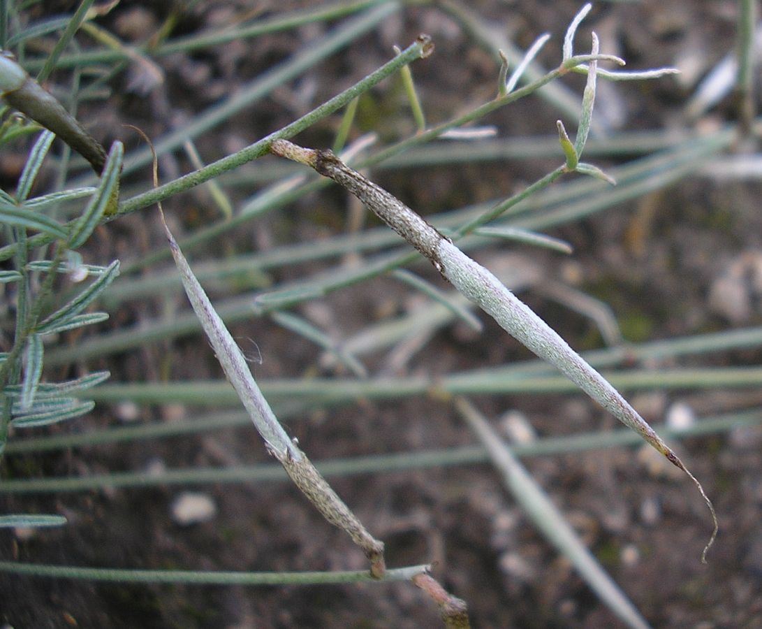 Изображение особи Astragalus ucrainicus.