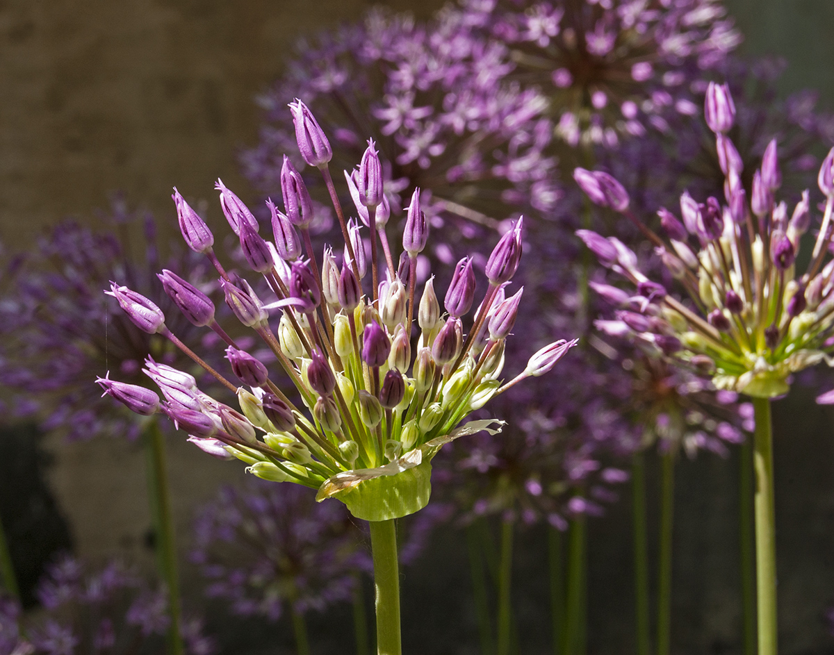 Изображение особи Allium rosenorum.