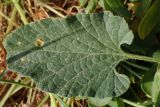 Convolvulus althaeoides