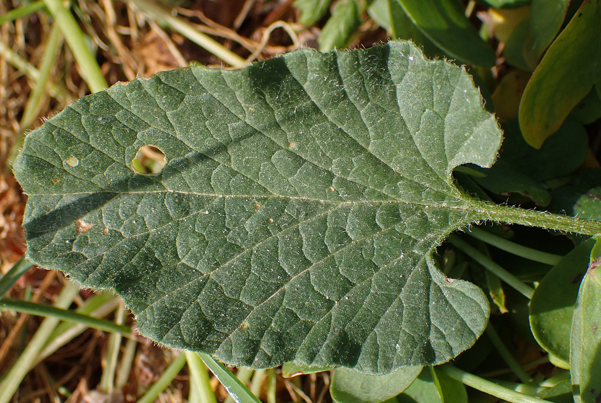 Image of Convolvulus althaeoides specimen.