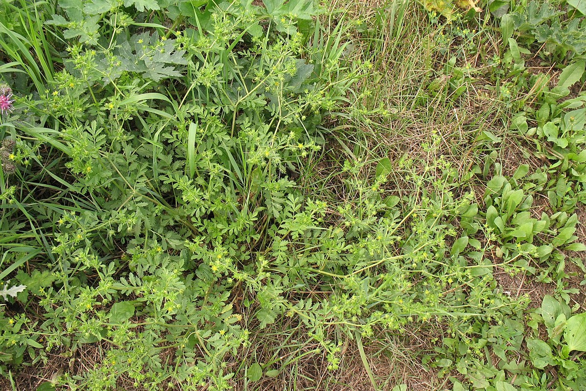 Image of Potentilla supina specimen.