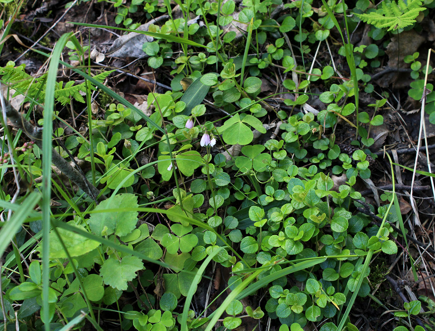 Image of Linnaea borealis specimen.