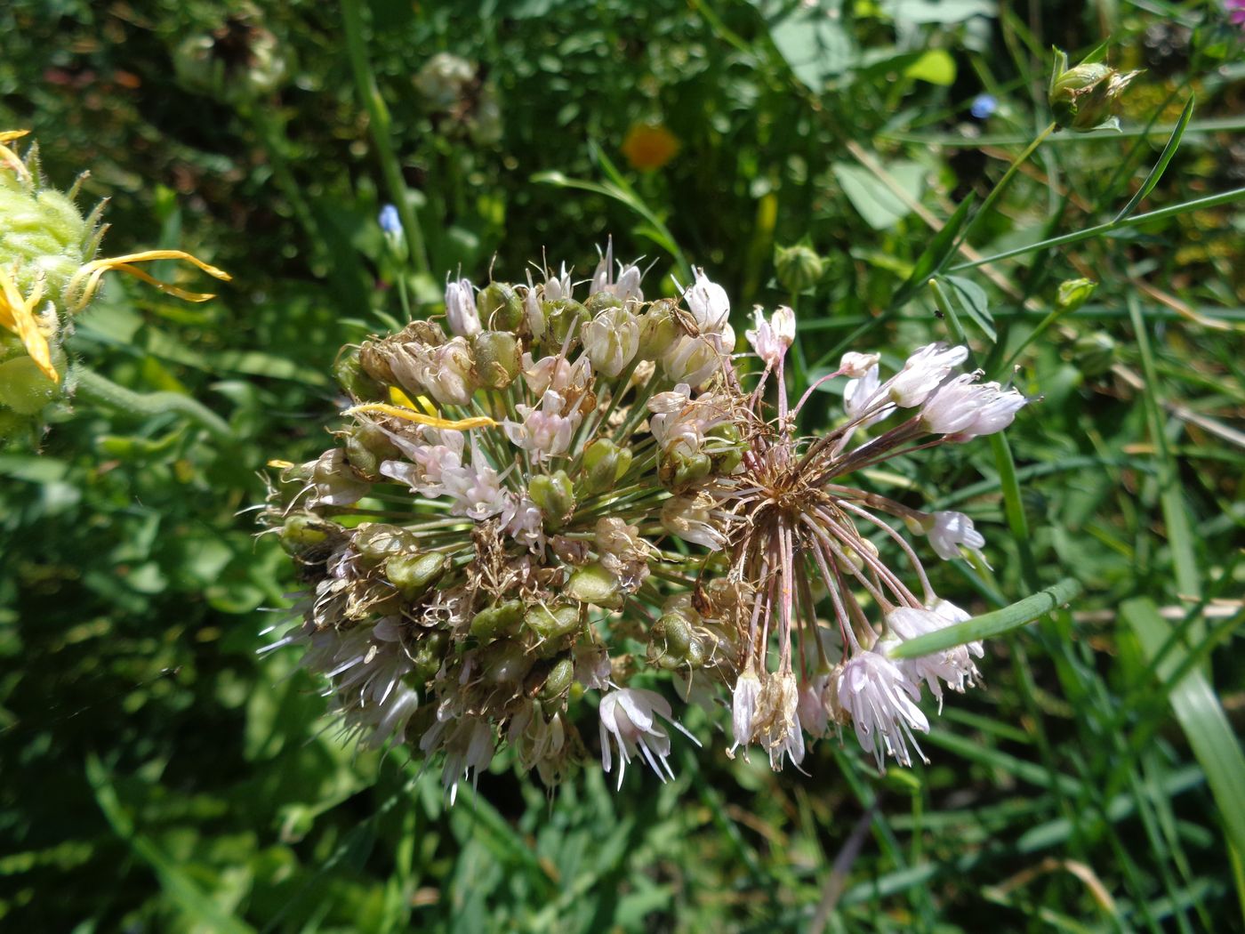 Image of Allium nutans specimen.