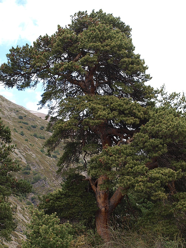 Изображение особи Pinus sylvestris ssp. hamata.