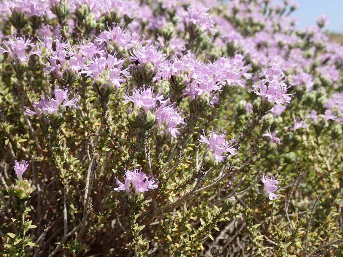 Image of Thymbra capitata specimen.