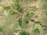 Cydonia oblonga. Верхушка ветви. Дагестан, Кумторкалинский р-н, бархан Сарыкум. 06.05.2018.