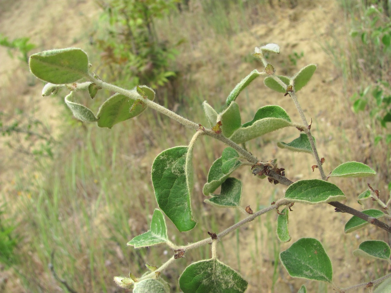 Image of Cydonia oblonga specimen.