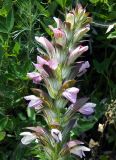 genus Acanthus. Верхушка соцветия. Донецк, бот. сад. 16.06.2018.