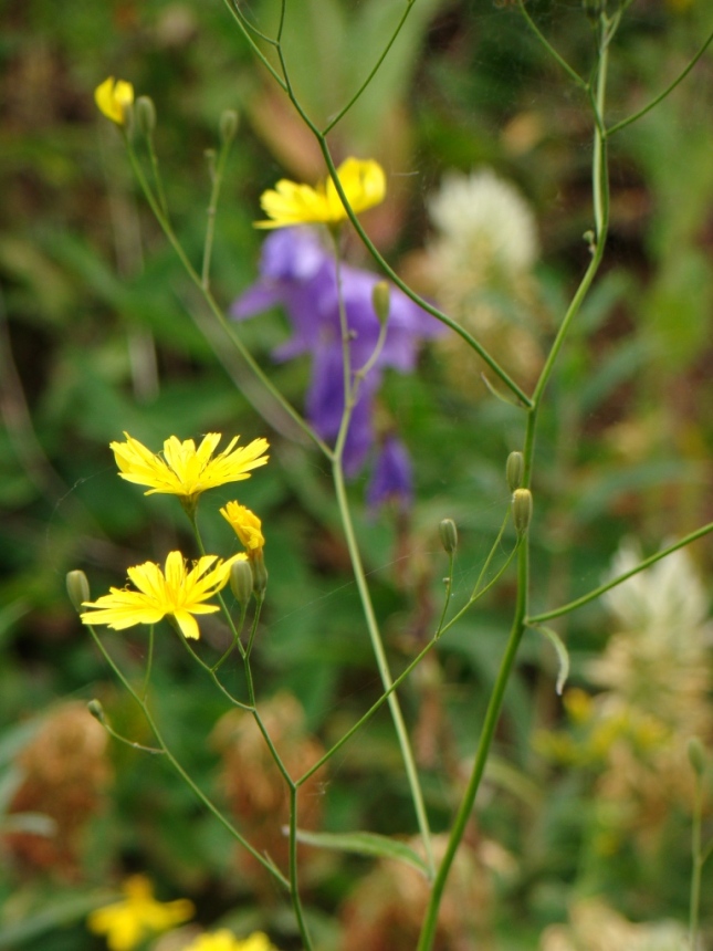 Image of Lapsana grandiflora specimen.