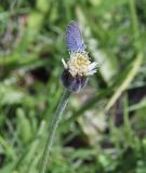 Tridax procumbens